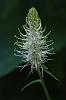 IMG_6802_Spiked_Rampion